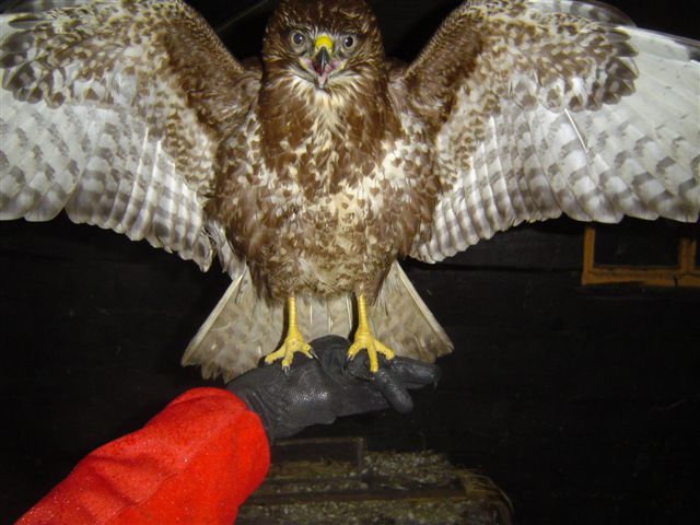 janauri buizerd 3