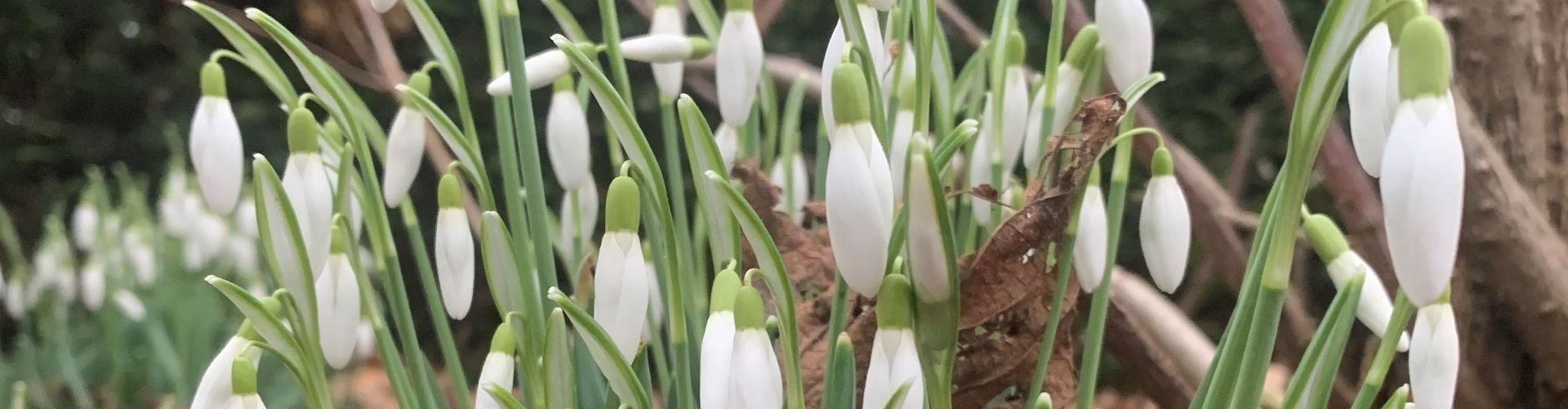 sneeuwklokjes header