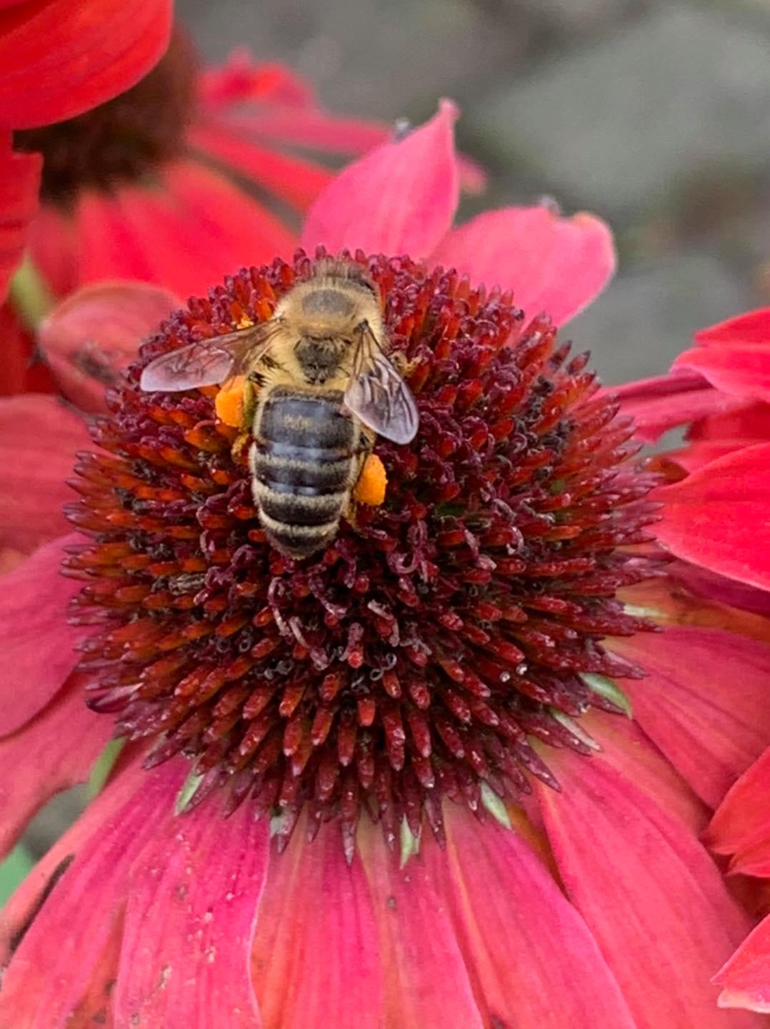 tuincentrum aug 1 tuincentrum aug 1