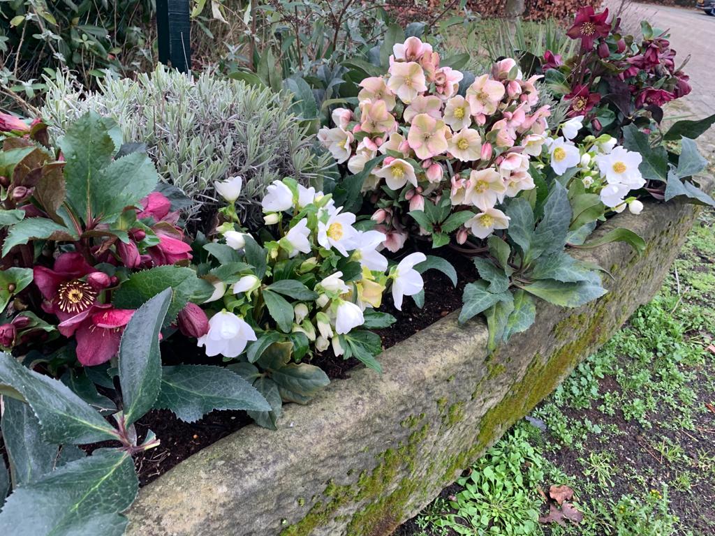 Helleborus 2021 1 Helleborus 2021 1