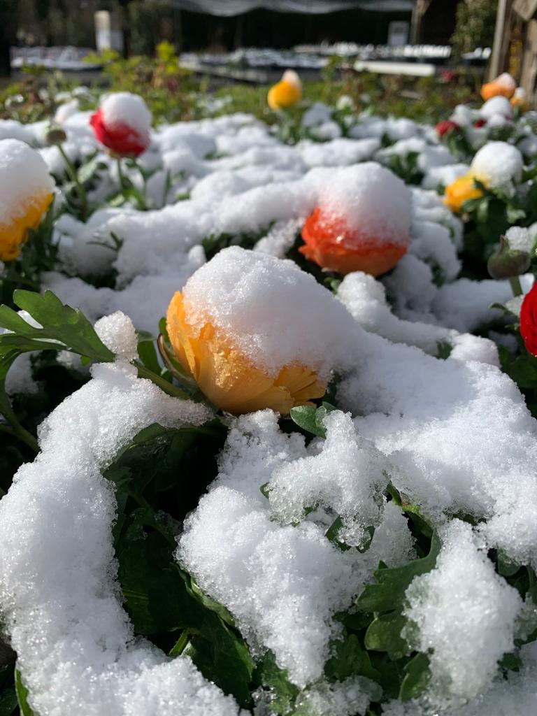 April sneeuw 1 April sneeuw 1