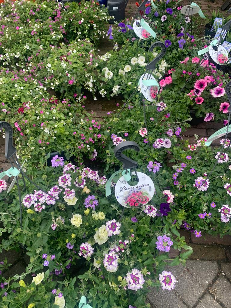 zomerbloeiers 2021 3