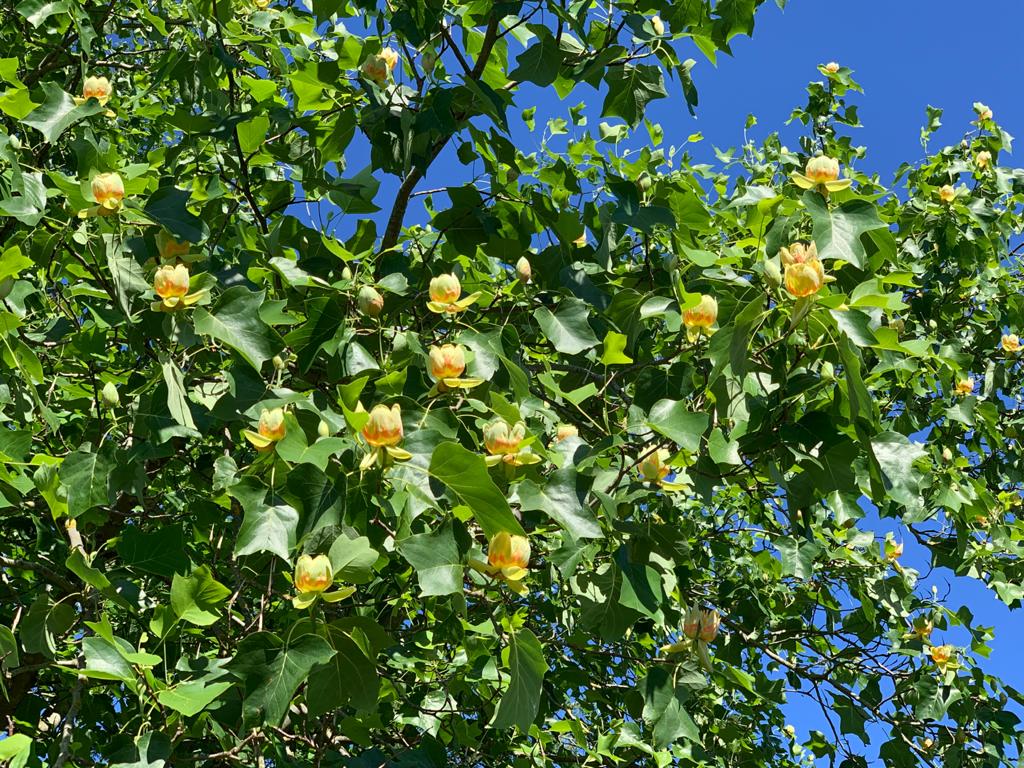 tulpenboom 2 tulpenboom 2