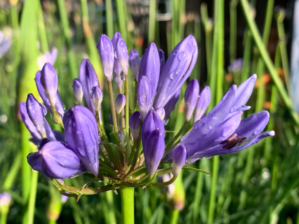 Agapanthus 2