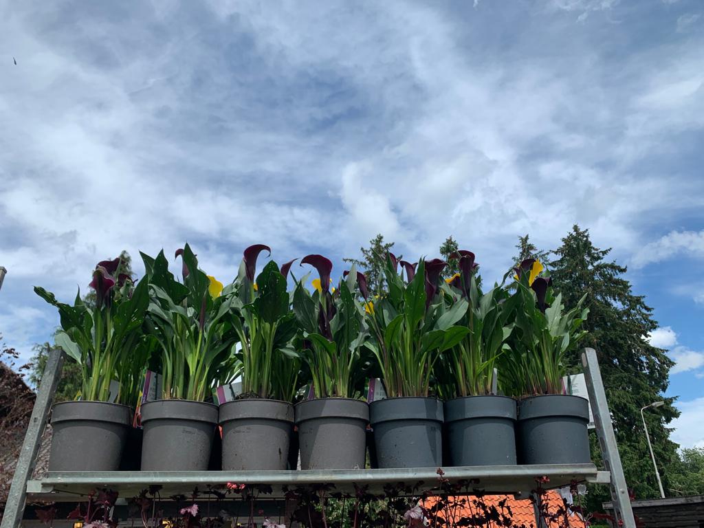 Nieuwe aanvoer 2021 3