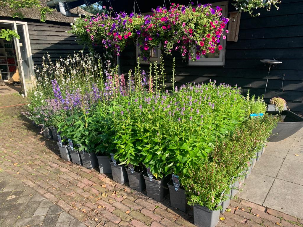 Bloeiende vaste planten 2