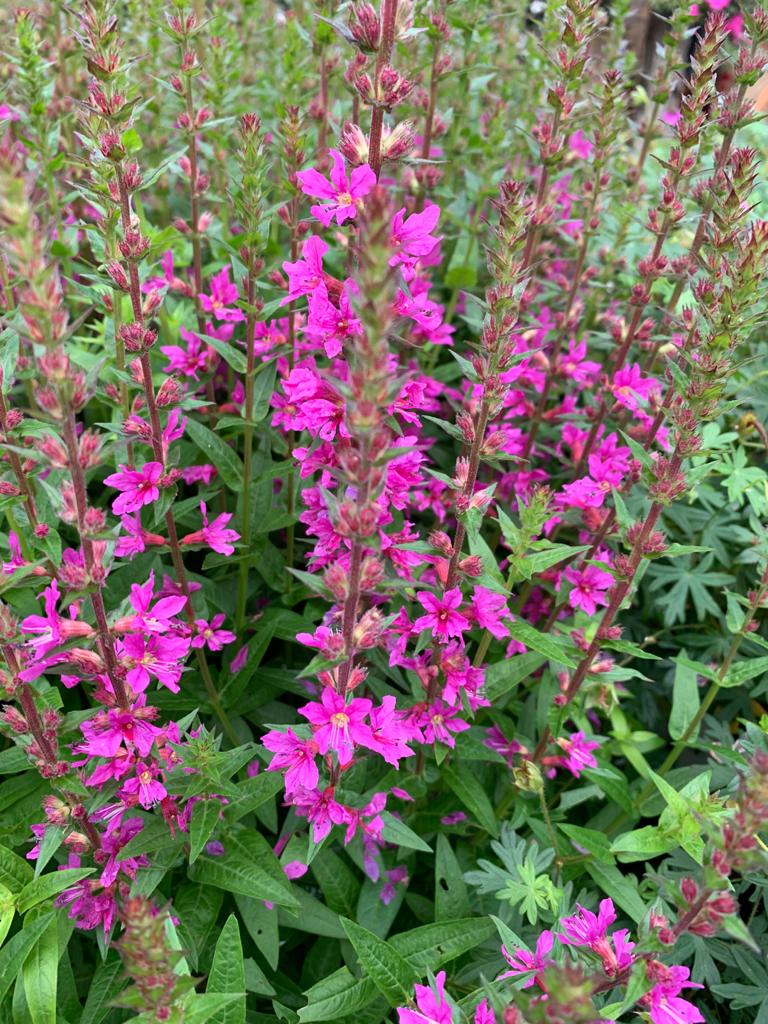 bloeiende vaste planten 3