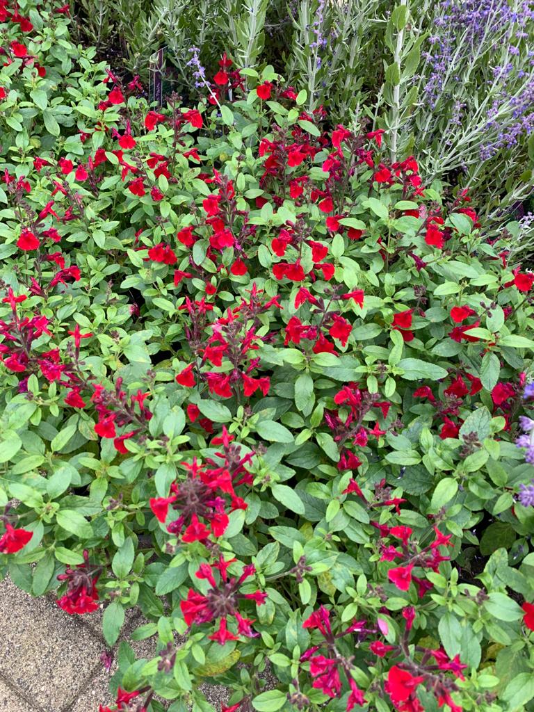 bloeiende vaste planten 4