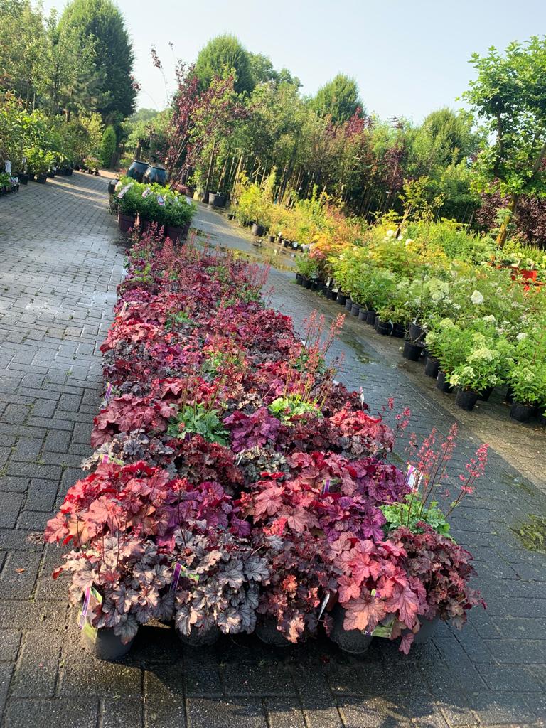 bloeiende vaste planten 5