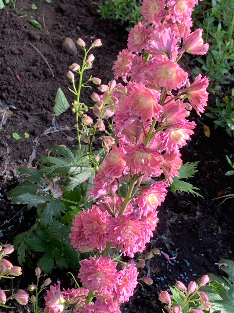 bloeiende vaste planten 6