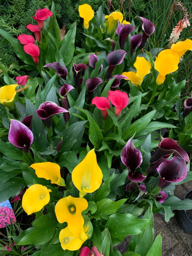 bloeiende vaste planten 7