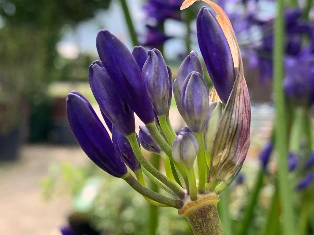 Agapanthus 4