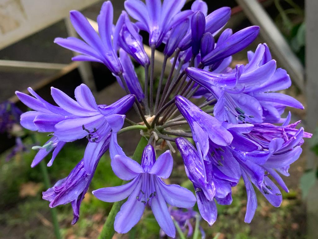 Agapanthus 5
