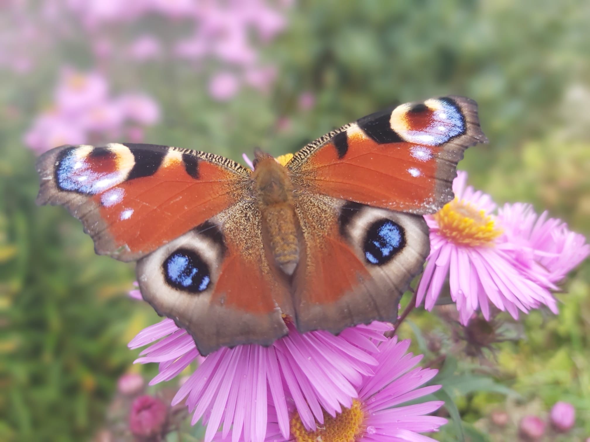 Najaarsbloeiers 2021 2