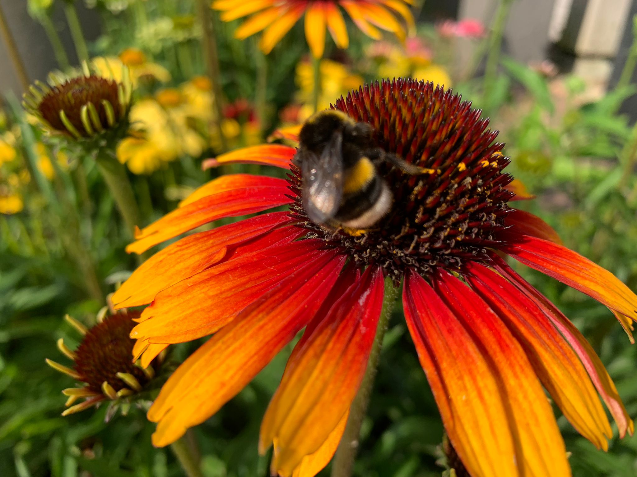 Najaarsbloeiers 2021 3