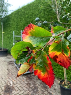Herfst 2021 2