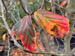 Herfst okt 2