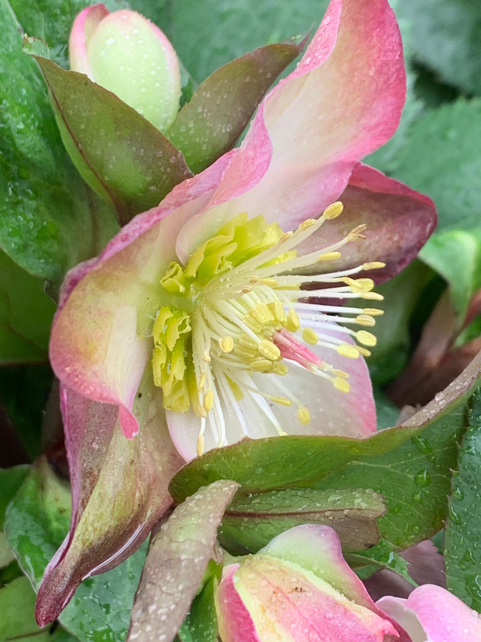Helleborus nov 3