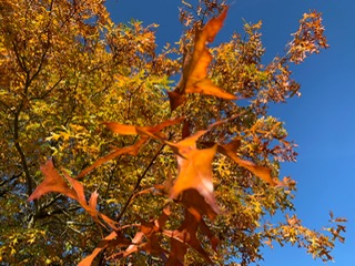 Kleuren oktober 2021 3