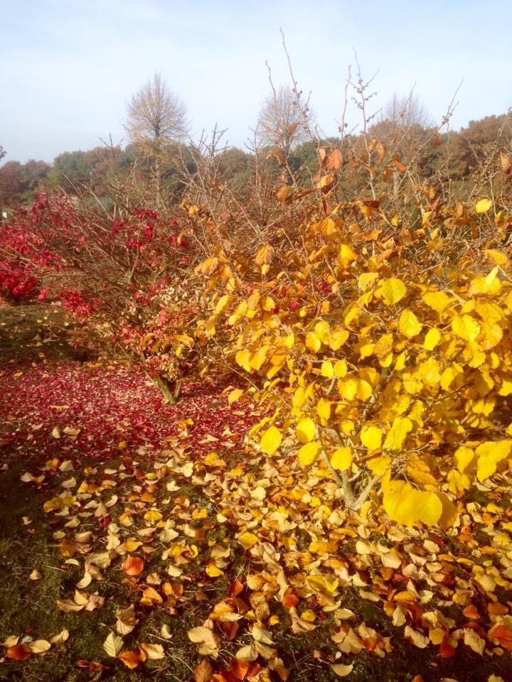 Kleuren oktober 2021 4