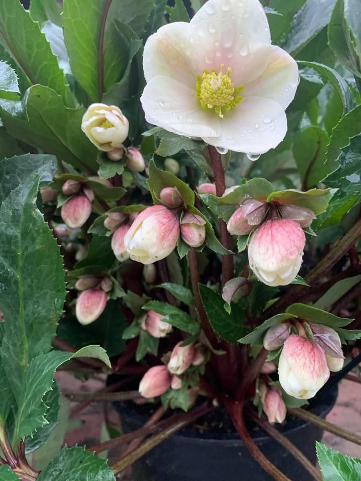 Helleborus dec 2