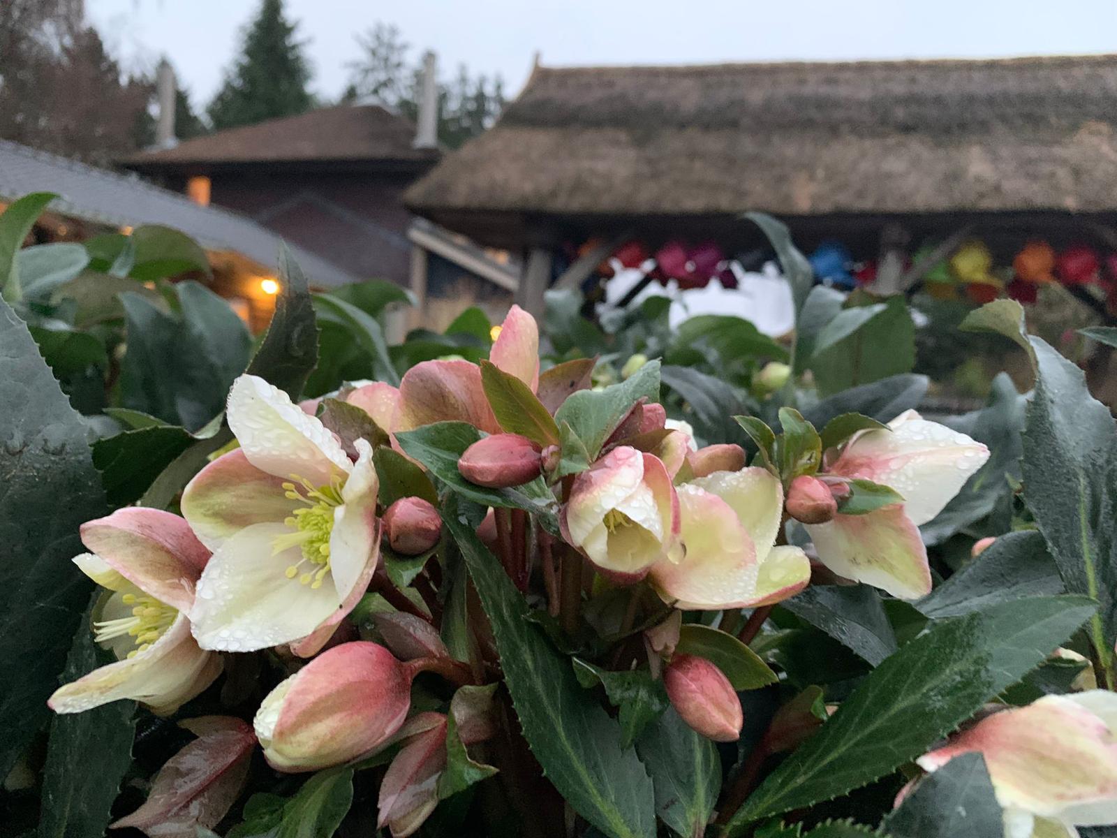 Helleborus TC 2021 1