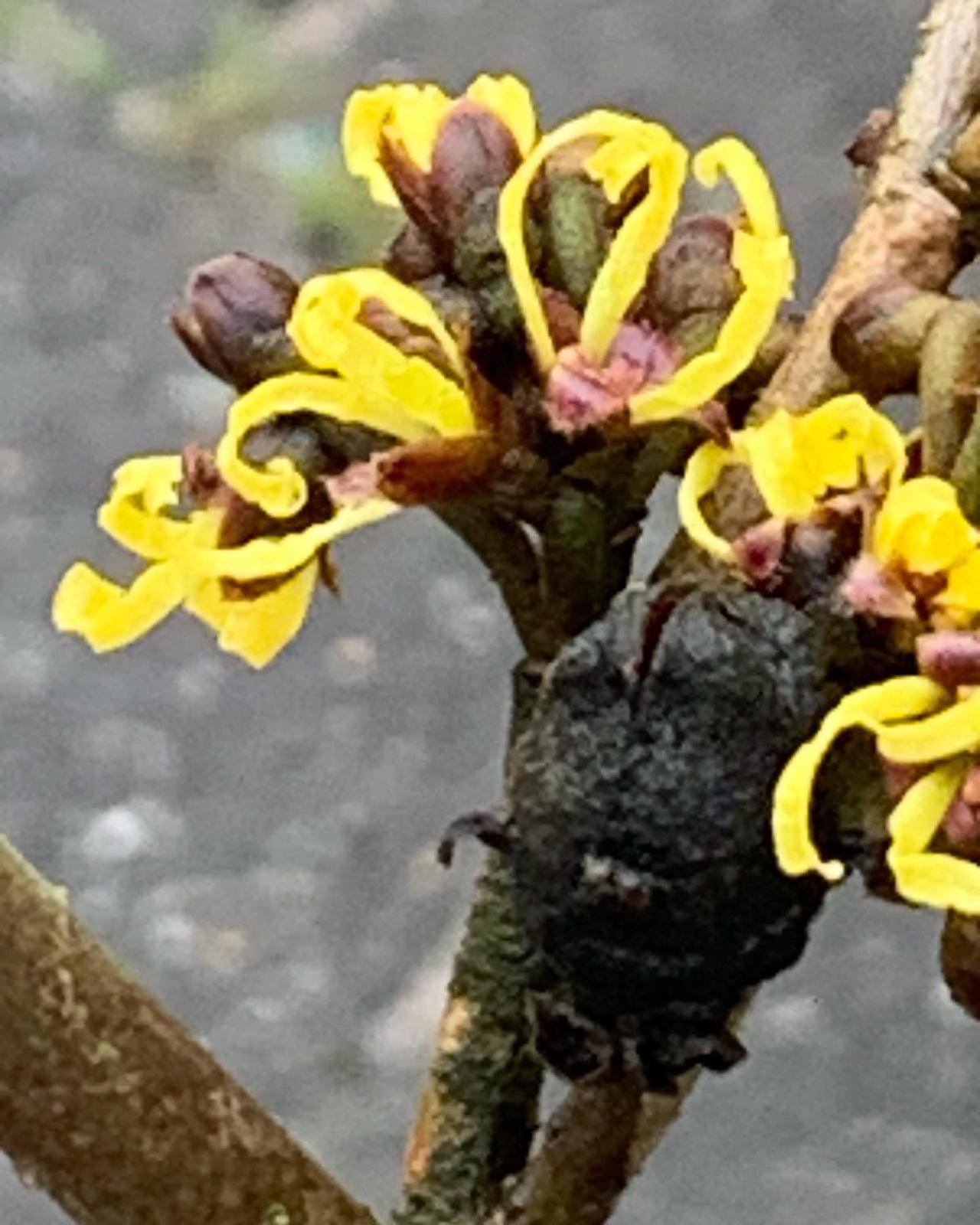 Toverhazelaar 2022 2