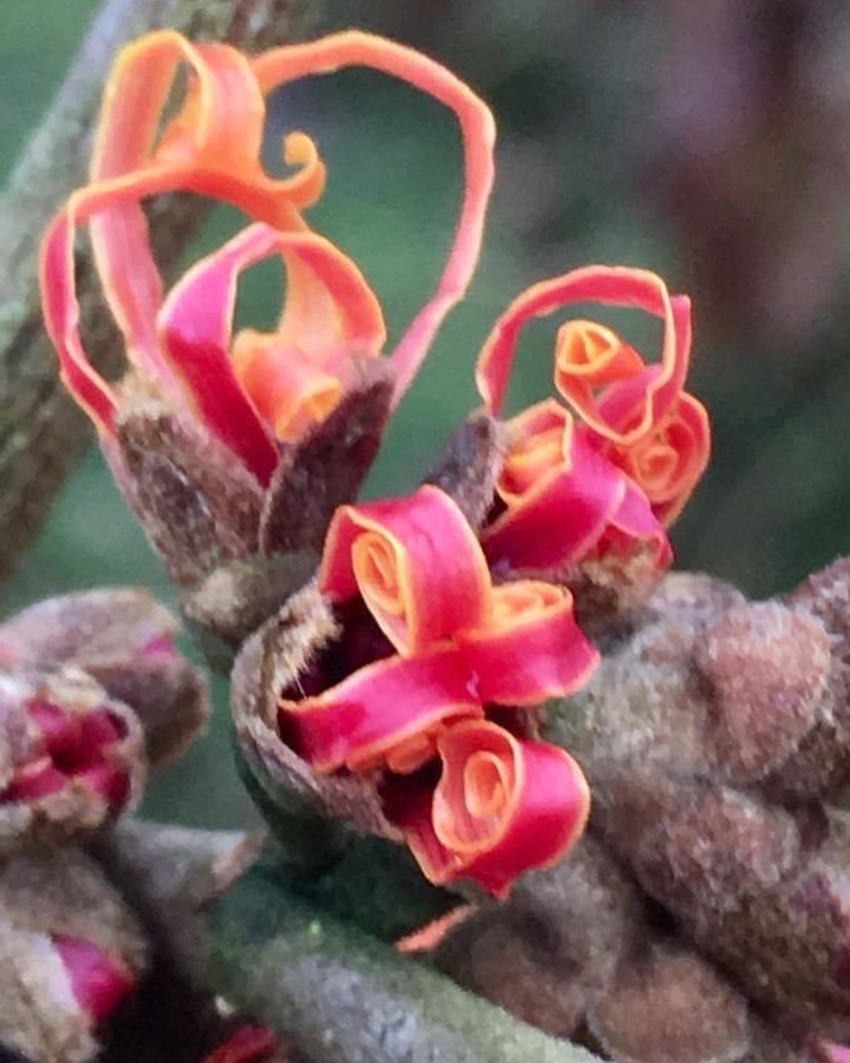 Toverhazelaar 2022 3