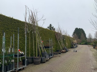 Bomen planten 2022 1