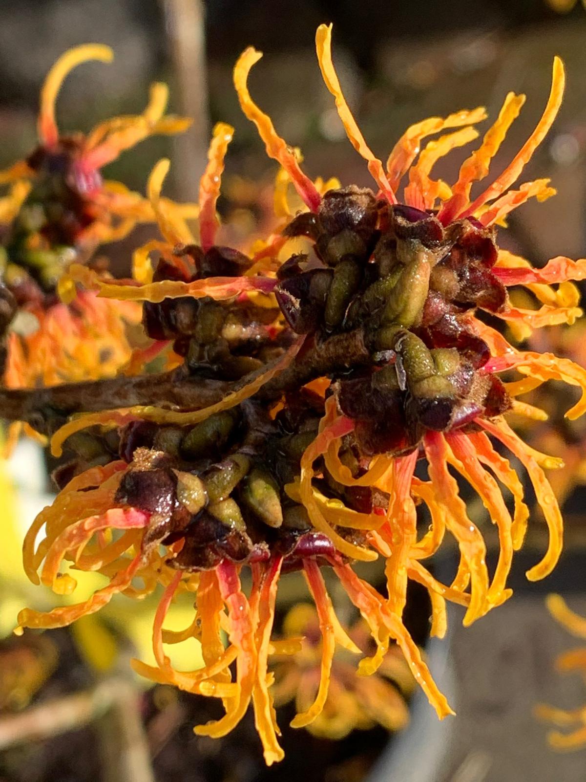 Toverhazelaar 2022 5