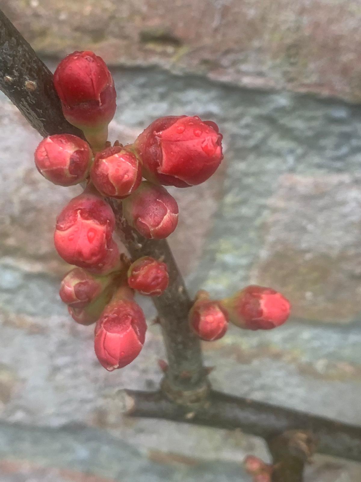 Voorjaar 2022 febr 7