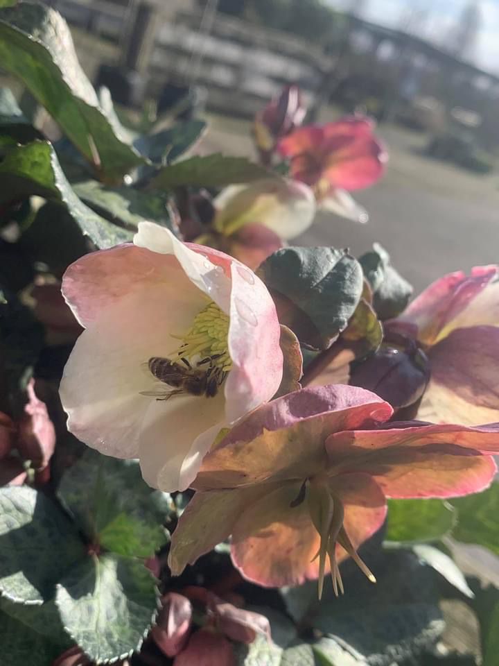 Voorjaar 2022 febr 7