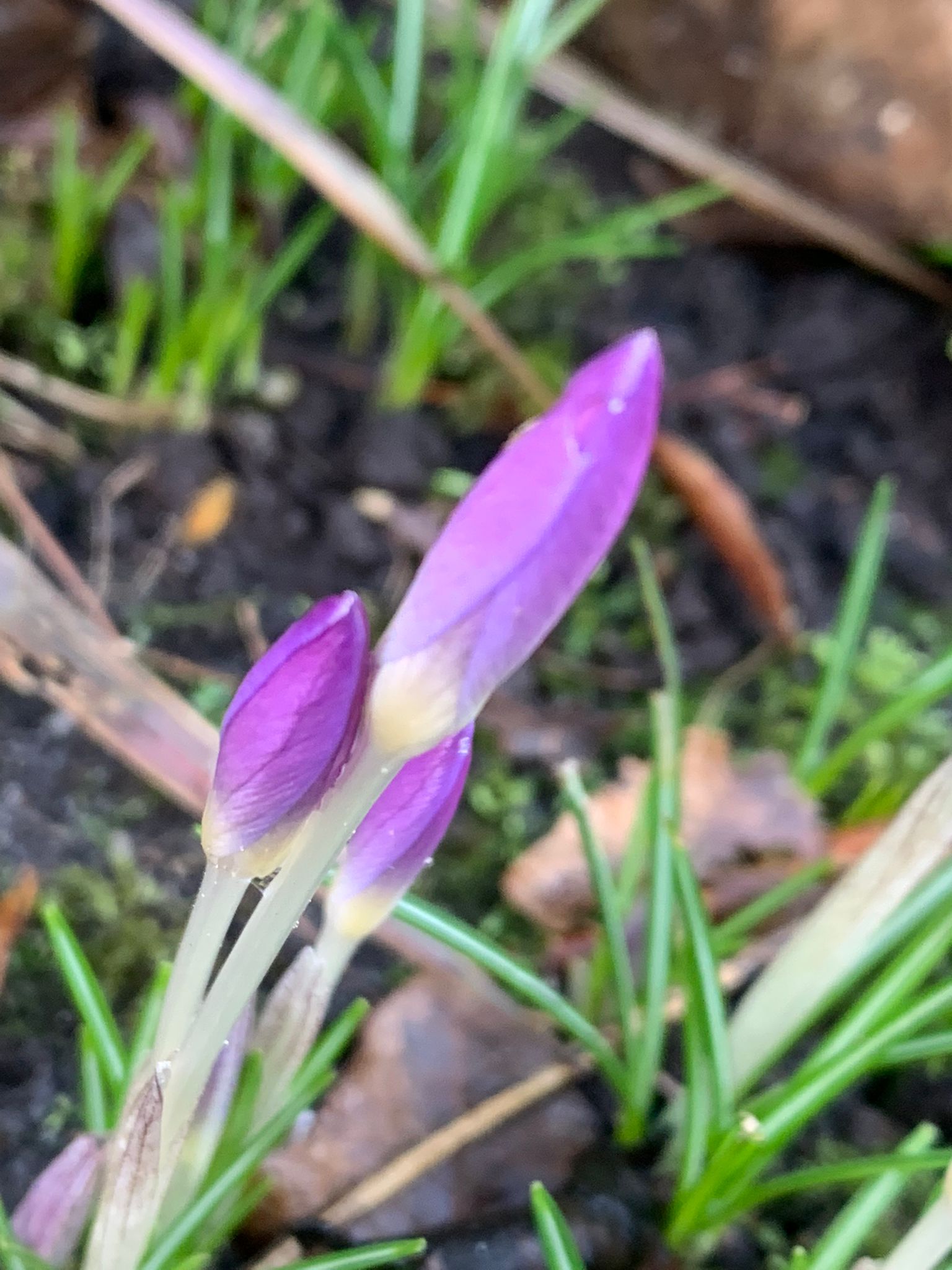 Voorjaar 2022 febr 8