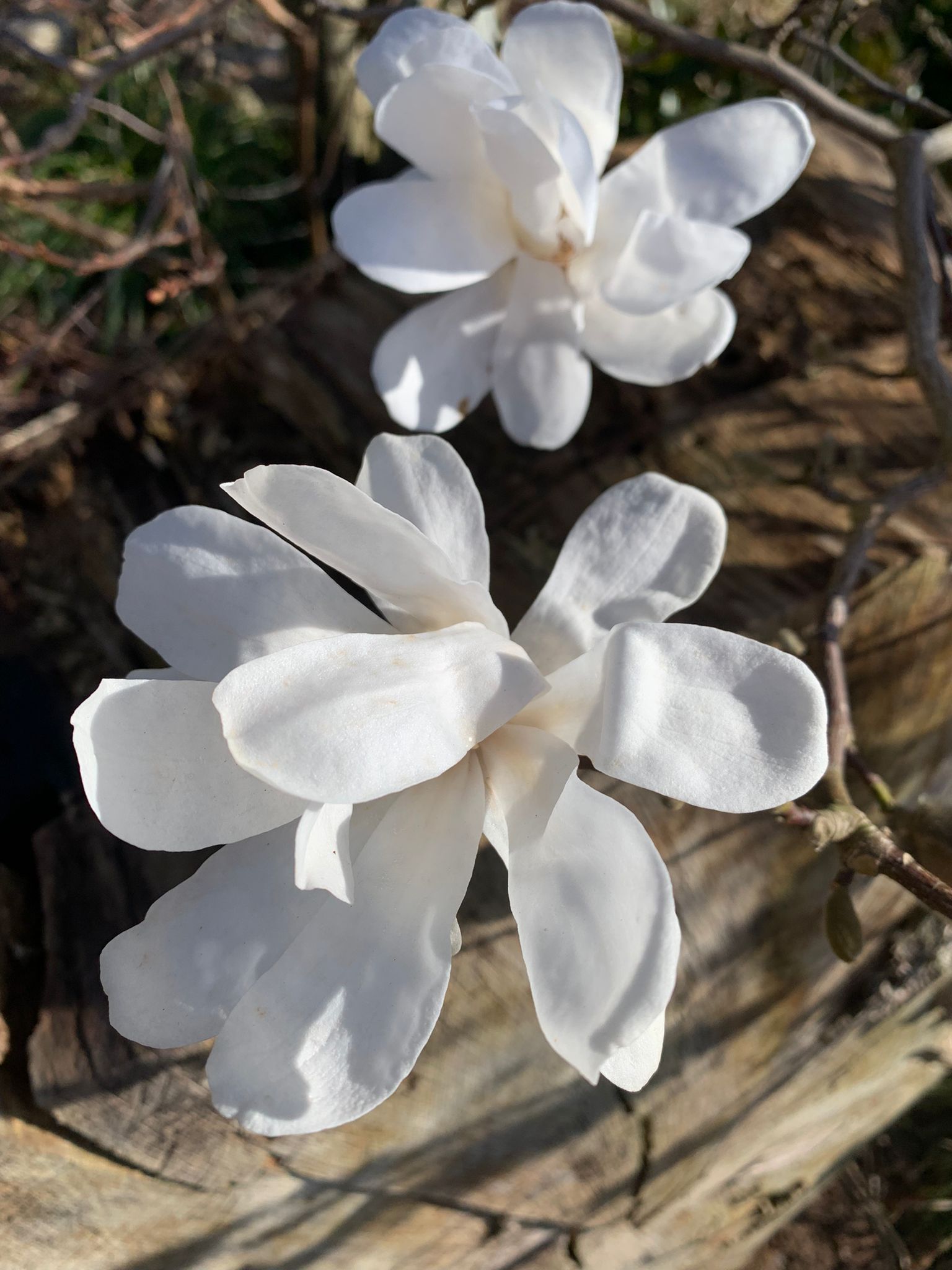 Voorjaar 2022 maart 2