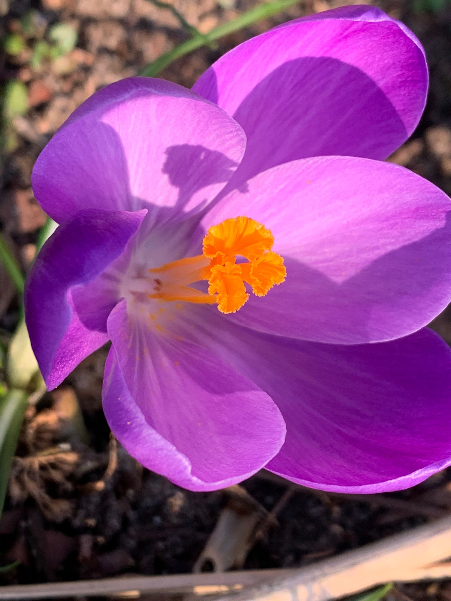 Voorjaar 2022 maart 3