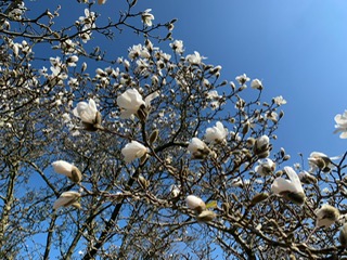 Voorjaar 2022 maart 4