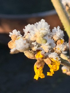 Derde week december 2022 1