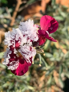 derde week december 2022 2