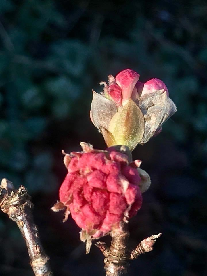 Viburnum 2023 3