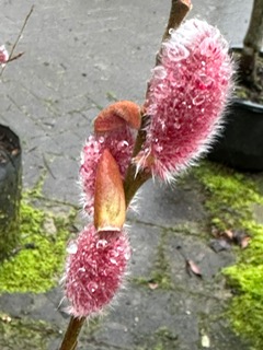 Salix 2023 2