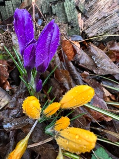 Crocus 2023 3