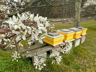 Krentenbloesem 2023 2