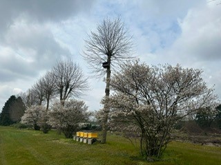 Krentenbloesem 2023 3