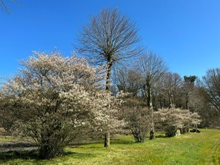 Krentenbloesem 2023 4