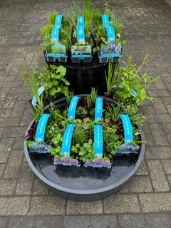 Waterplanten 2023 4