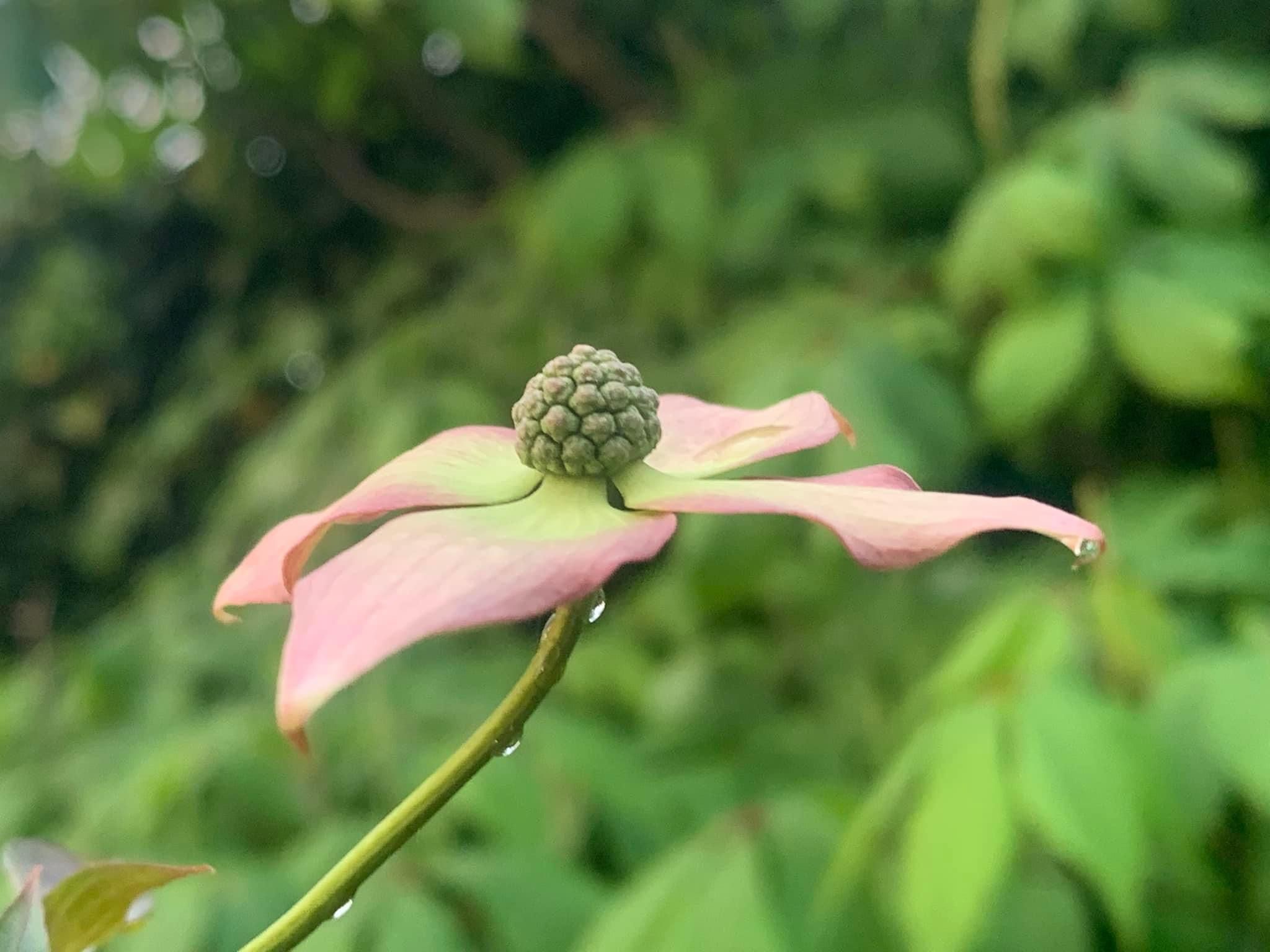 Cornus 2023 5