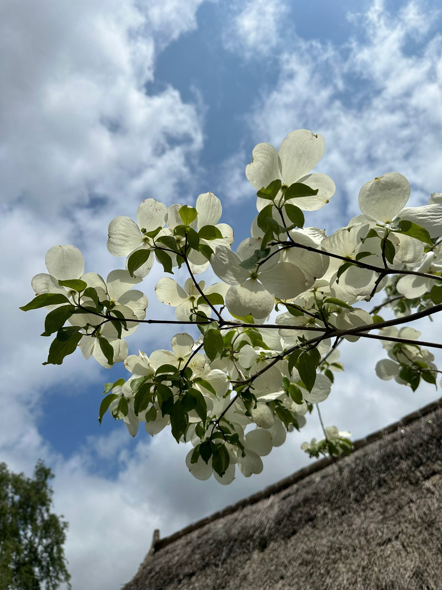 Cornus 2023 12