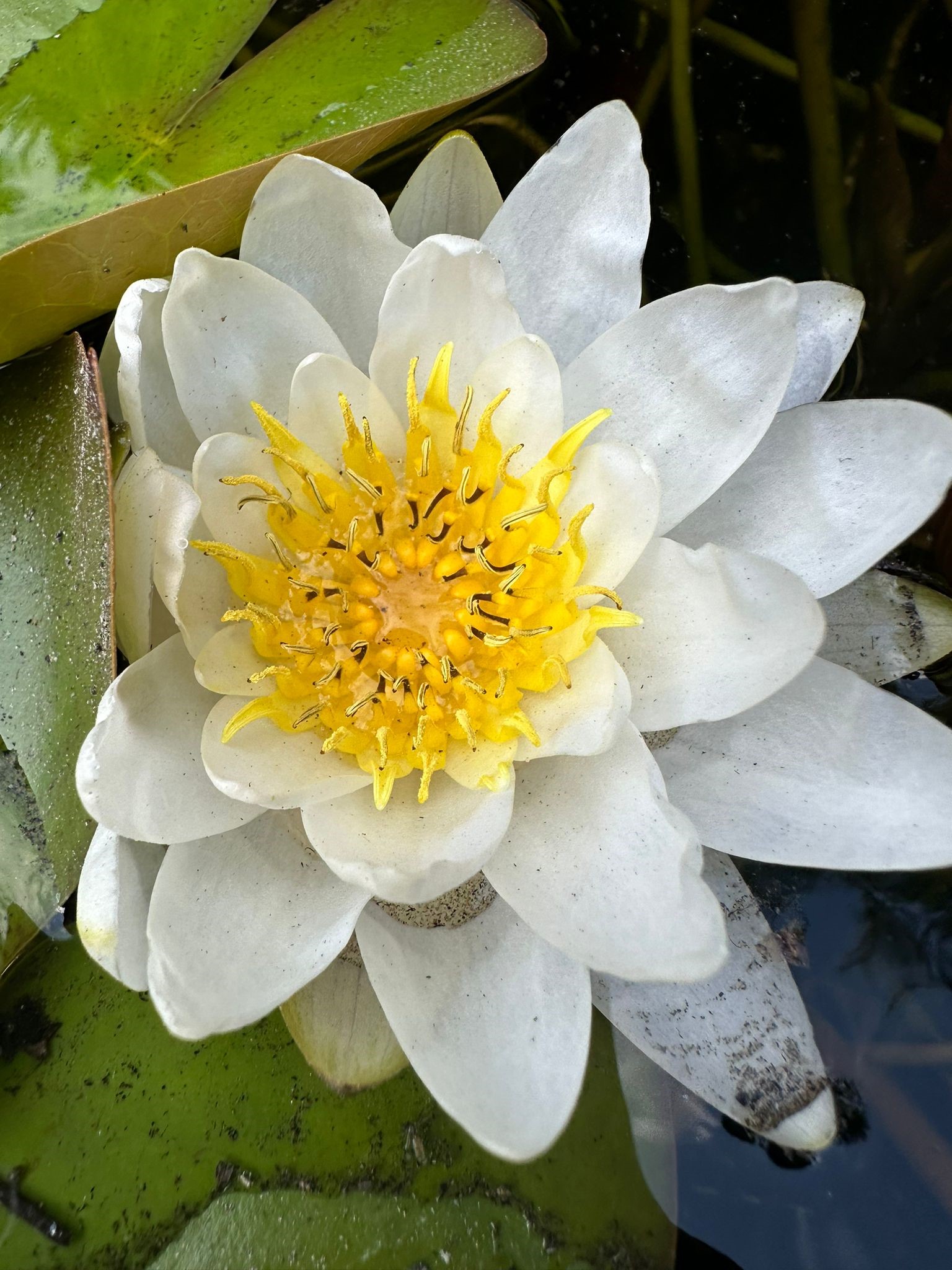 Waterplanten 2023 12