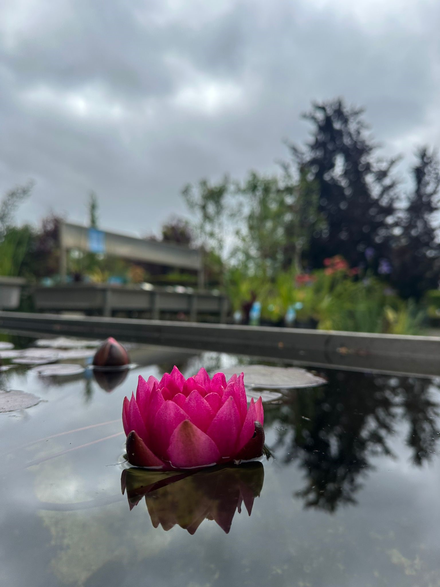 Waterplanten 2023 13