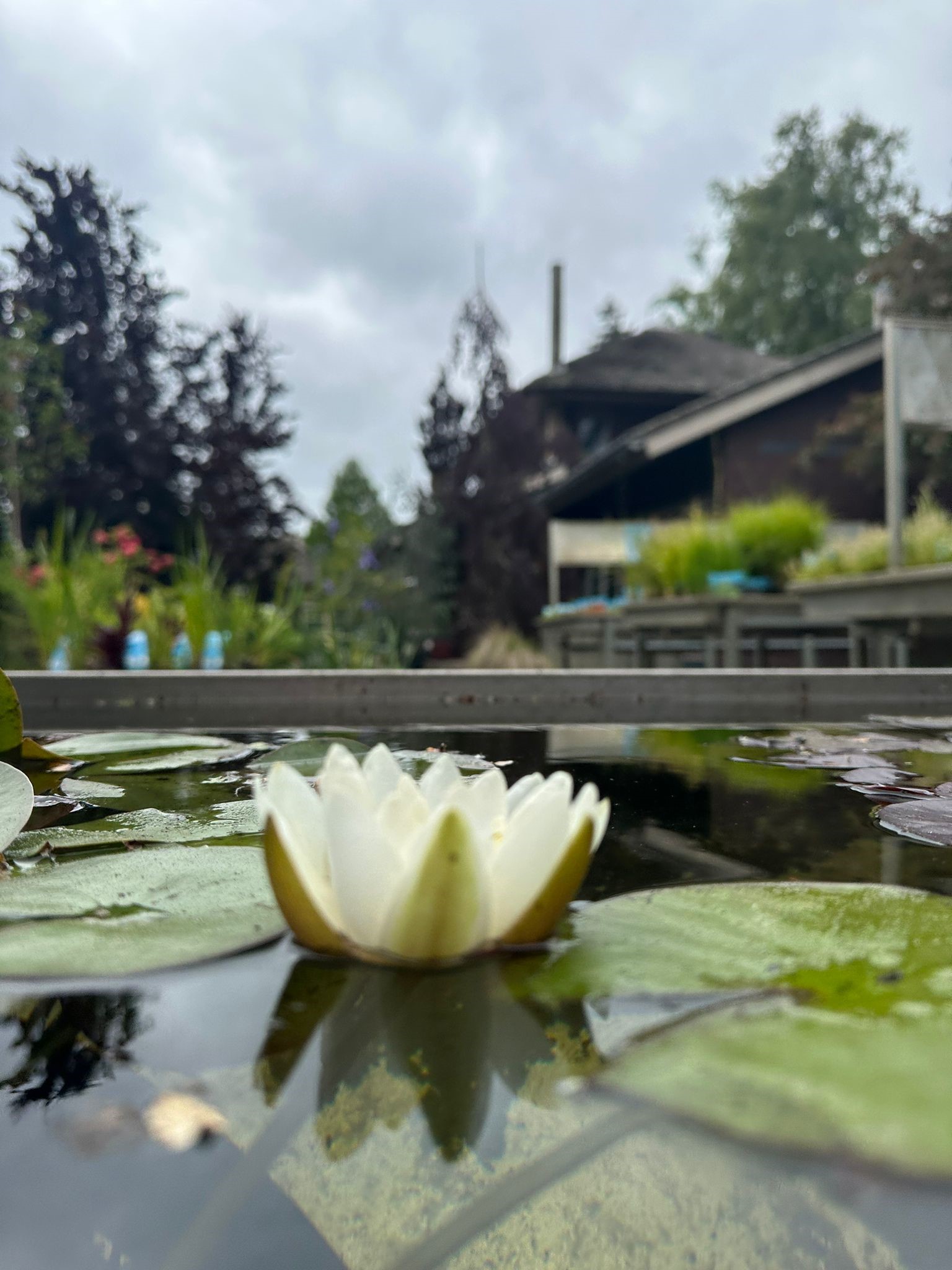 Waterplanten 2023 14